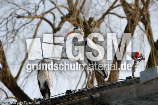 Graureiher (2 von 15).jpg